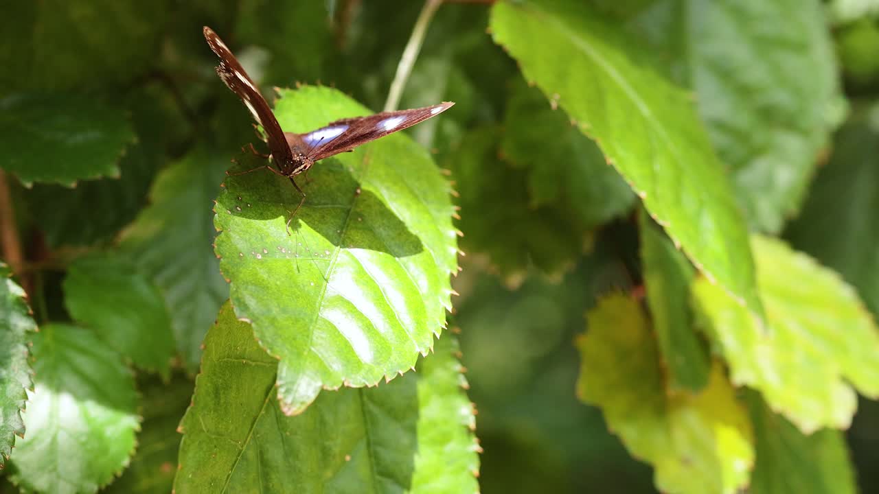 mariposa descansando en hojas verdes vibrantes