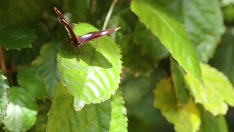 butterfly resting on vibrant green leaves