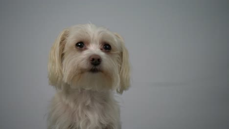 little creme white colored dog morkie maltese yorkshire mixed breed tired sad dog studio shot with white background