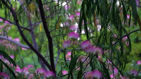 Pink-Mimosa-Tree-With-Blurry-Green-Background-Slowly-Moving-In-The-Wind,-Albizia-Julibrissin,-Persian-Silk-Tree,-Pink-Silk-Tree,-Silk-Tree