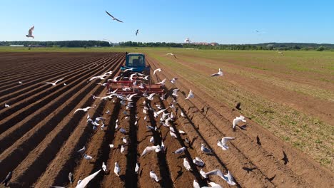 los pájaros hambrientos están volando detrás del tractor, y comen grano de la tierra cultivable.