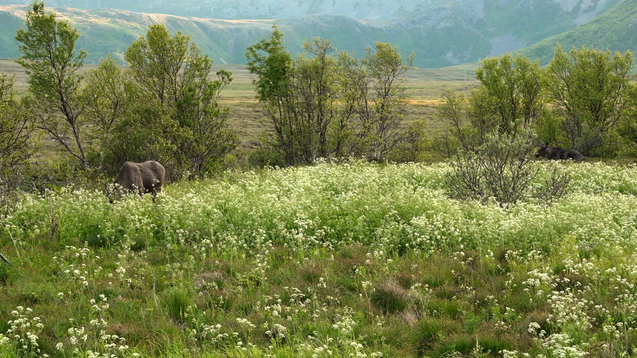 Panning shot of a small herd of moose grazing in a meadow with misty hills in the background