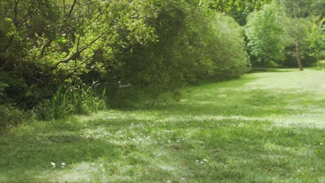 Pussy-willow-seeds-floating-around-lawn-Establishing-shot