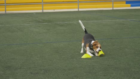 perro pequeño jugando con plástico amarillo sobre hierba