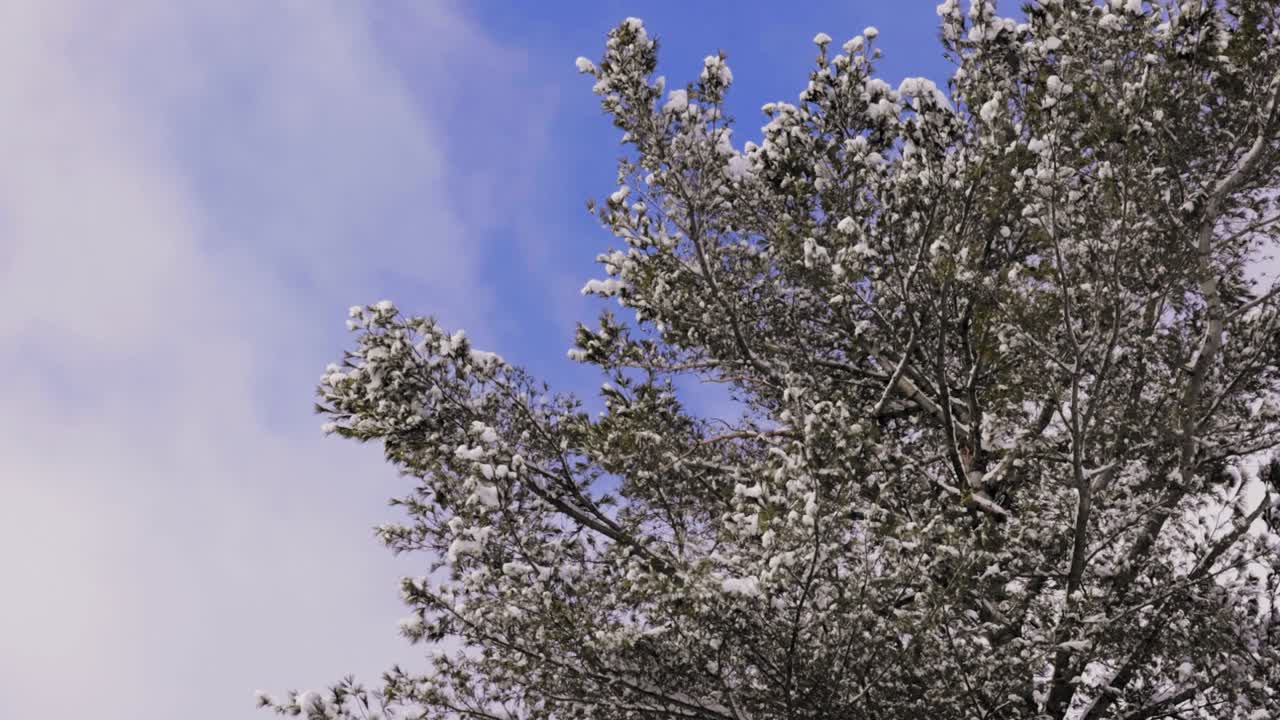 Tree Covered in Snow in Winter with Blue Skies and Clouds (Slow Motion)