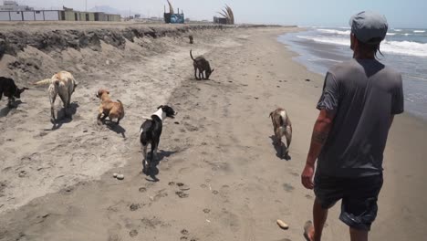 slow motion 120fps - group of dogs from peruvian dog shelter walk on beach with volunteer