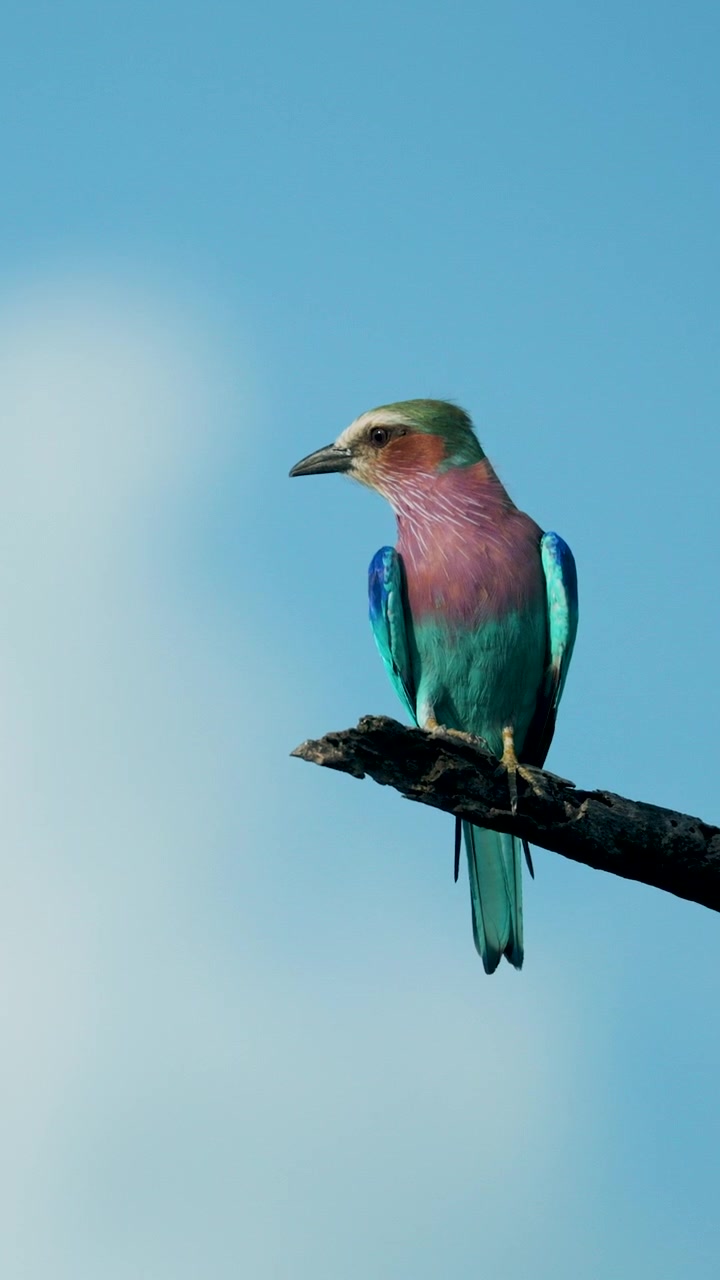 Una vivace ghiandaia marina pettolilla è appollaiata su un ramo secco contro un cielo azzurro limpido in Sudafrica. Un autentico momento di vita selvaggia per documentari naturalistici e contenuti di ecoturismo.