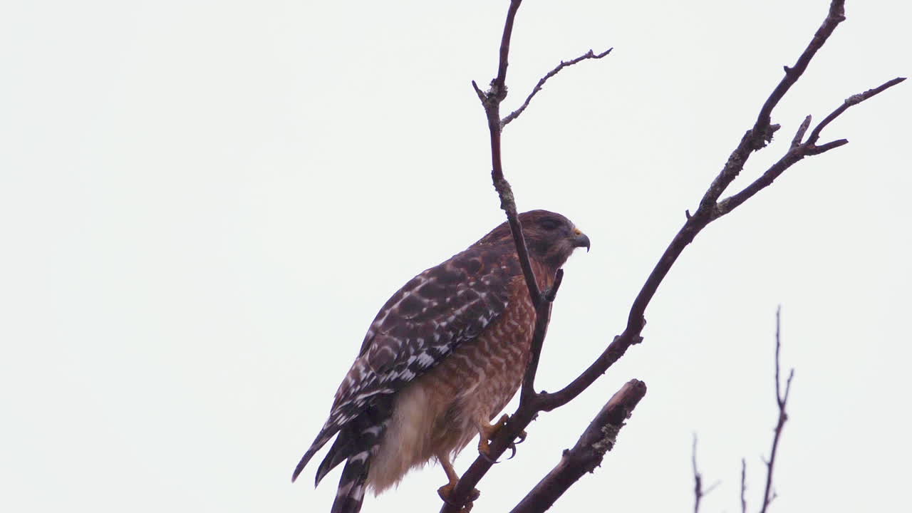 halcón de hombros rojos posado en una rama grande y estéril bajo la lluvia torrencial