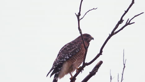 Red-shouldered-hawk-perched-on-a-large,-barren-branch-in-the-pouring-rain