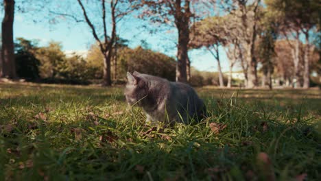 Un-Lindo-Gato-Sentado-En-La-Hierba-En-El-Parque-Por-La-Mañana,-Grande---Mottes,-Francia