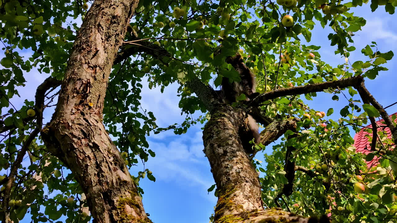 Maine Coon climbing a tree in Cesis, Latvia