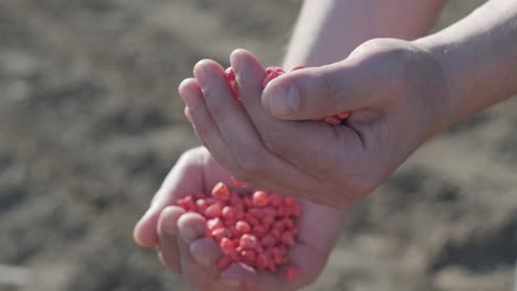 corn seeds in the hands of a farmer. farmers harvest maize. agriculture industry.