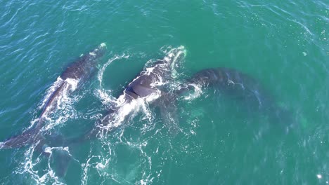 medio disparo siguiendo un grupo de ballenas francas en el océano frente a la patagonia salpicando agua mientras se mueven