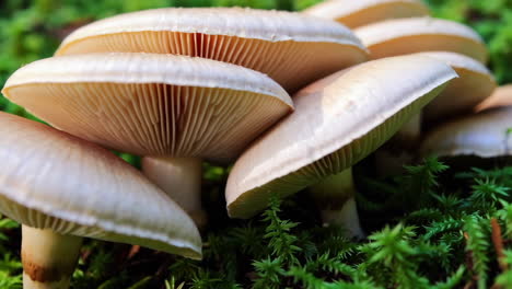 mushrooms on moss
