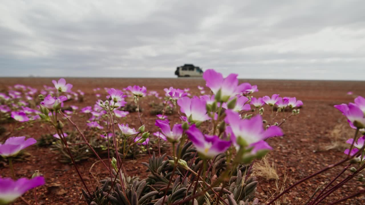 Wildflowers Western Australia. Dolly shot with troopcarrier in background