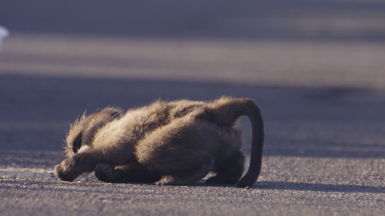 Funny telephoto view of baby chacma baboon lying on hot baked tar road