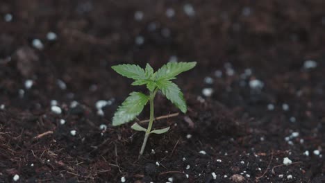 close up de una pequeña planta de cannabis cbd brotes en el suelo negro