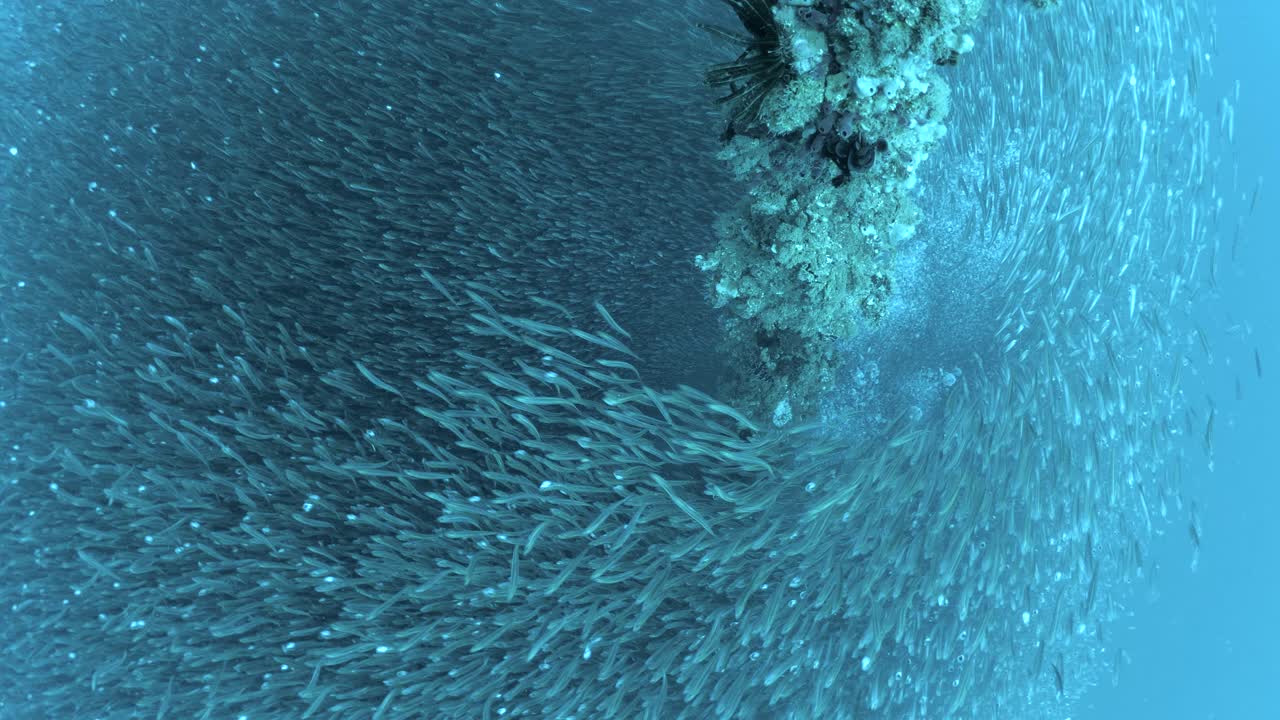 Underwater view of schooling fish swimming around a coral encrusted anchor chain deep below the ocean surface