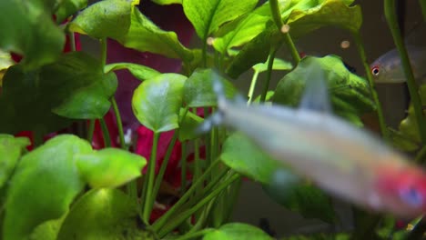 colourful tropical fish in the clear water aquarium with drift woods, gravels, green and red plants