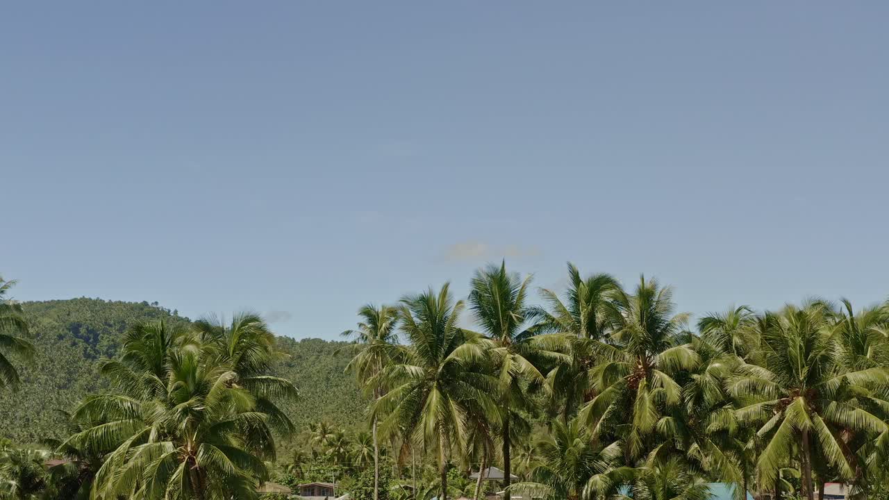 vista tropical suave de palmeras contra el cielo azul, vista típica de asia o el caribe