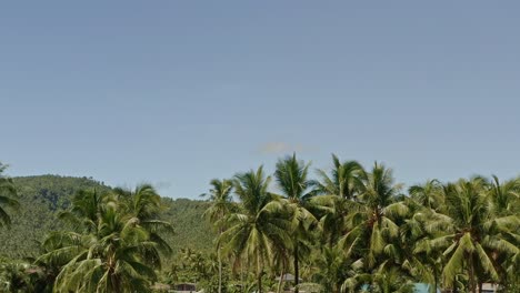 vista tropical suave de palmeras contra el cielo azul, vista típica de asia o el caribe