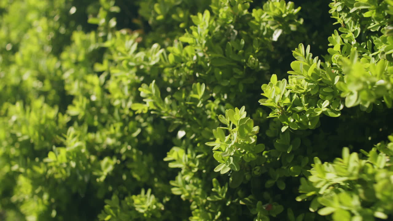 바람에 움직이는 회양목 잎의 상세한 샷