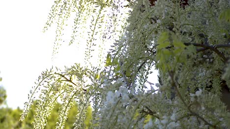 Sun shines behind blooming white wisteria flowers while insects and bees pollinate them