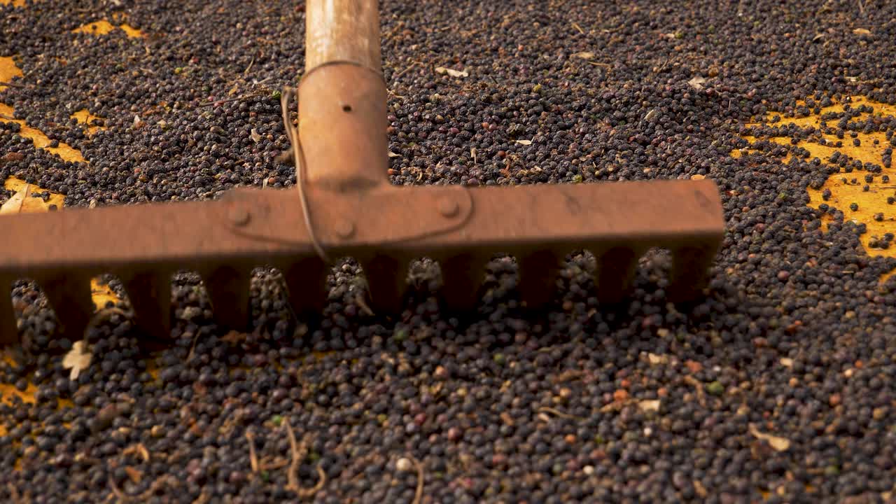 Close up of black pepper production on the countryside, spices production in the rural area concept