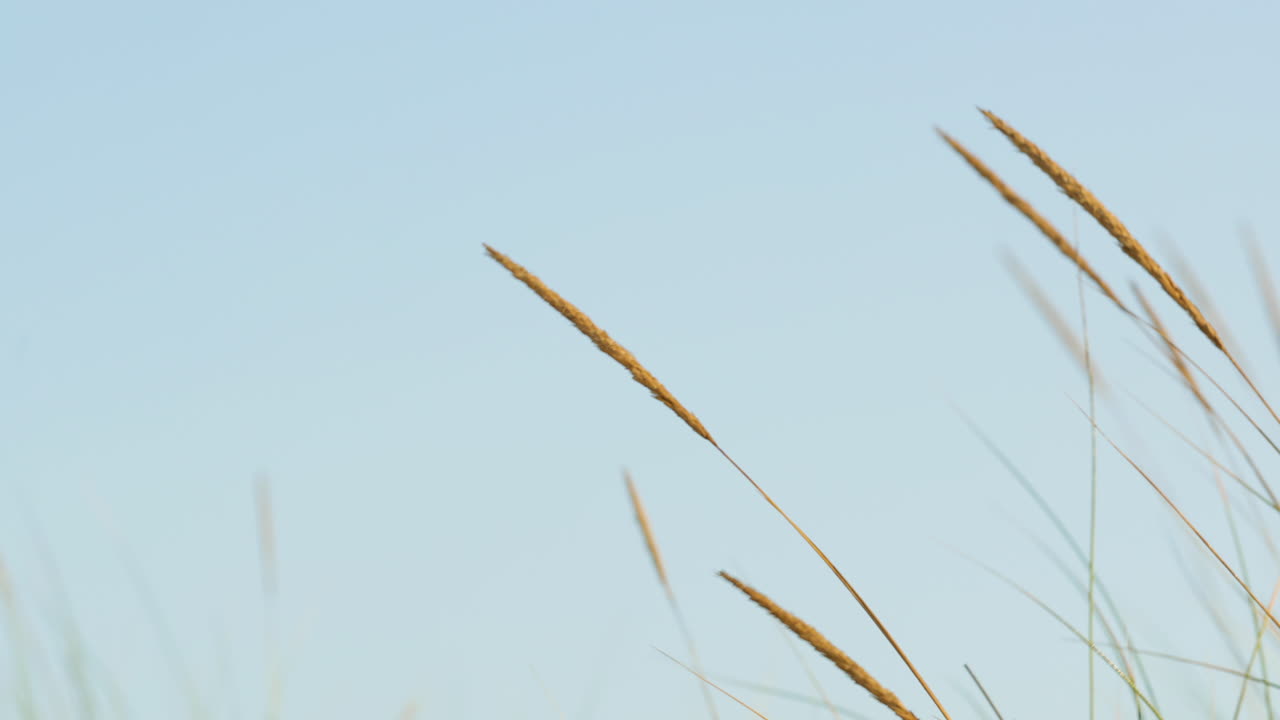 바람에 춤추는 황금 깃털 갈대 잔디 - 가까이