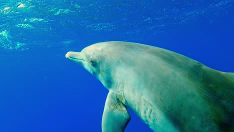 delfines nariz de botella nadando solos y ascendiendo en el océano azul