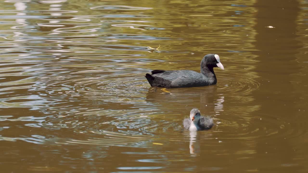 pájaros de focha común madre y pollito nadando sobre el agua en el estanque, estático, día