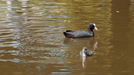 Common-coot-birds-mother-and-chick-swimming-above-water-in-pond,-static,-day