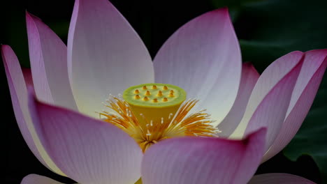 close-up of a pink lotus flower with seed pod