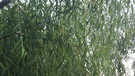 willow heated by the sun and wobbled by the wind in a beautiful day