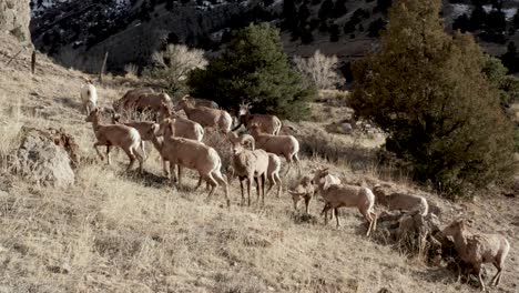 big horn sheep herd grazing in the mountains