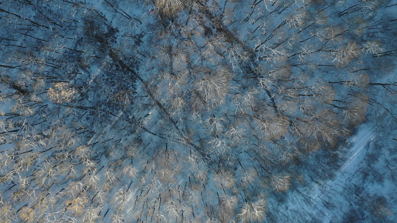 Aerial flight through snowy winter trees with a view of the mountains