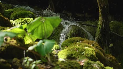 magical view of small forest river flowing over cascade of rocks covered with moss
