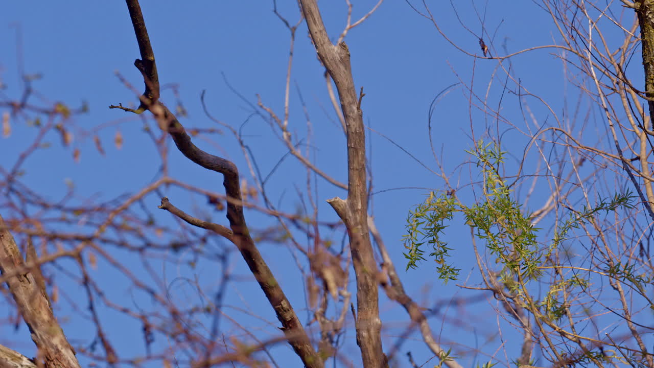Courtship in the clouds: purple martins in slow-motion aerobatics.