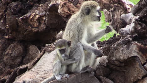 Weibliche-Meerkatze-Mit-Einem-Baby-Auf-Der-Wurzel-Eines-Umgestürzten-Baumes