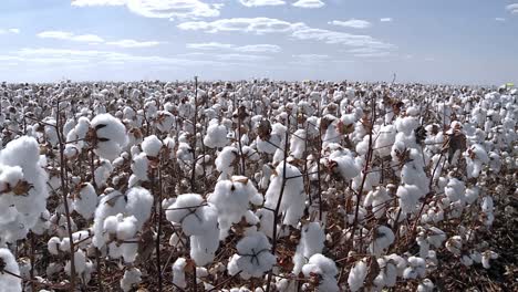 a la derecha, un amplio campo de bellotas de algodón en flor listo para la cosecha.