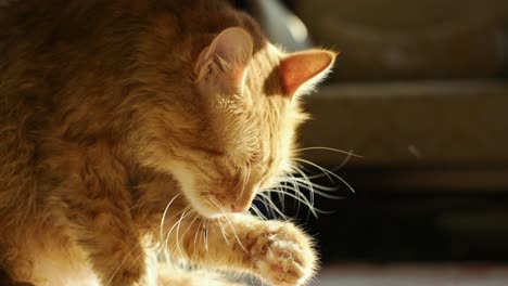 funny wet yellow cat shaking off water after bath and licks its paw