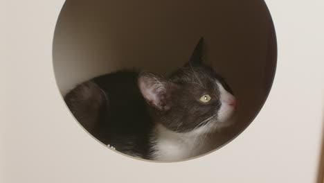 Slow-motion-shot-of-cute-tuxedo-kitten-lying-down-with-sleepy-look-on-face