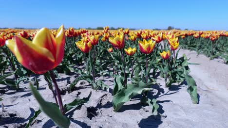 lily-flowered tulip fire wings in farmland in hoeksche waard, south holland, netherlands