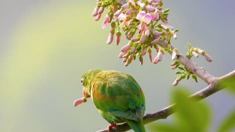 Vibrant-green-parakeet-perched-on-a-branch-in-a-serene-environment,-close-up