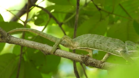 chameleon walking skills uhd mp4 4k