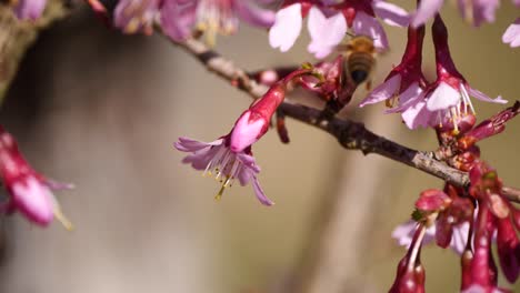 close up of busy bee pollination pollen of pink flower on tree in spring season