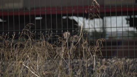 el tren en los rieles, 4k uhd slowmo