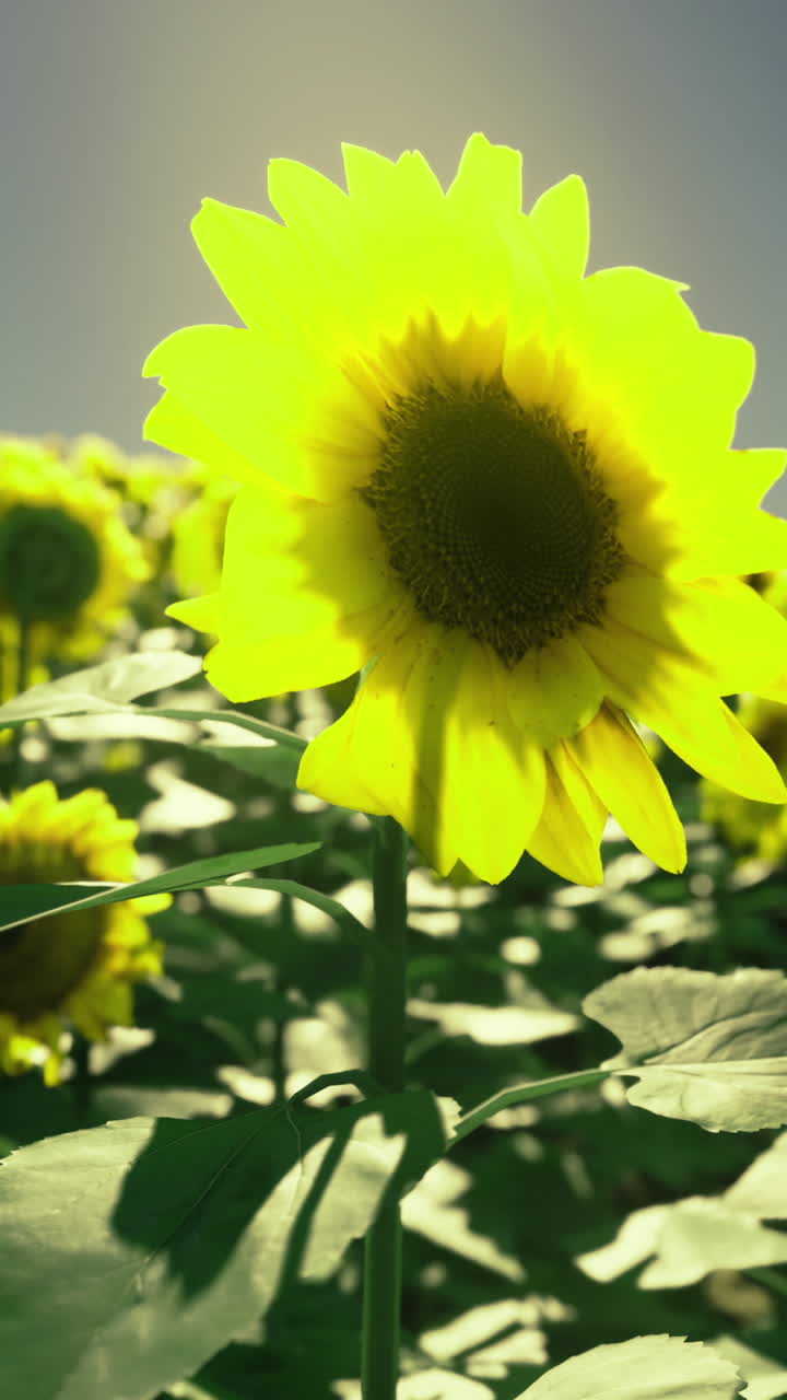 Sunflowers bloom in golden tranquility under a bright afternoon sky