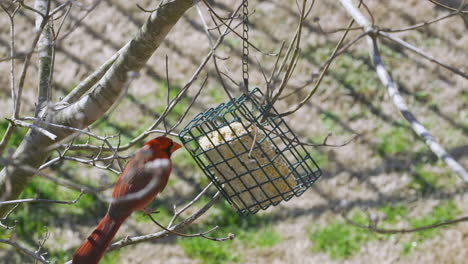 male northern cardinal checking out a suet bird-feeder during later-winter in south carolina. slow motion. clip b