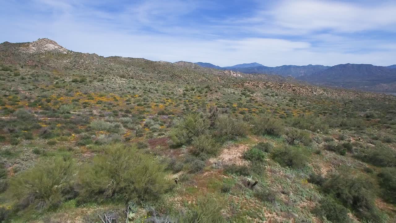 aproximación aérea accidentado terreno desértico cubierto de flores silvestres de 2019 super bloom, lago bartlett, bosque nacional tonto, scottsdale, arizona